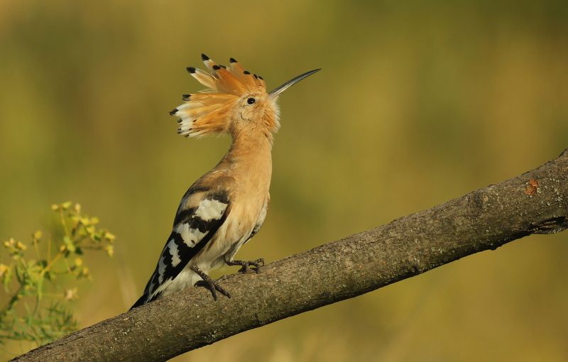 Удод.(лат. Upupa epops). фото превью