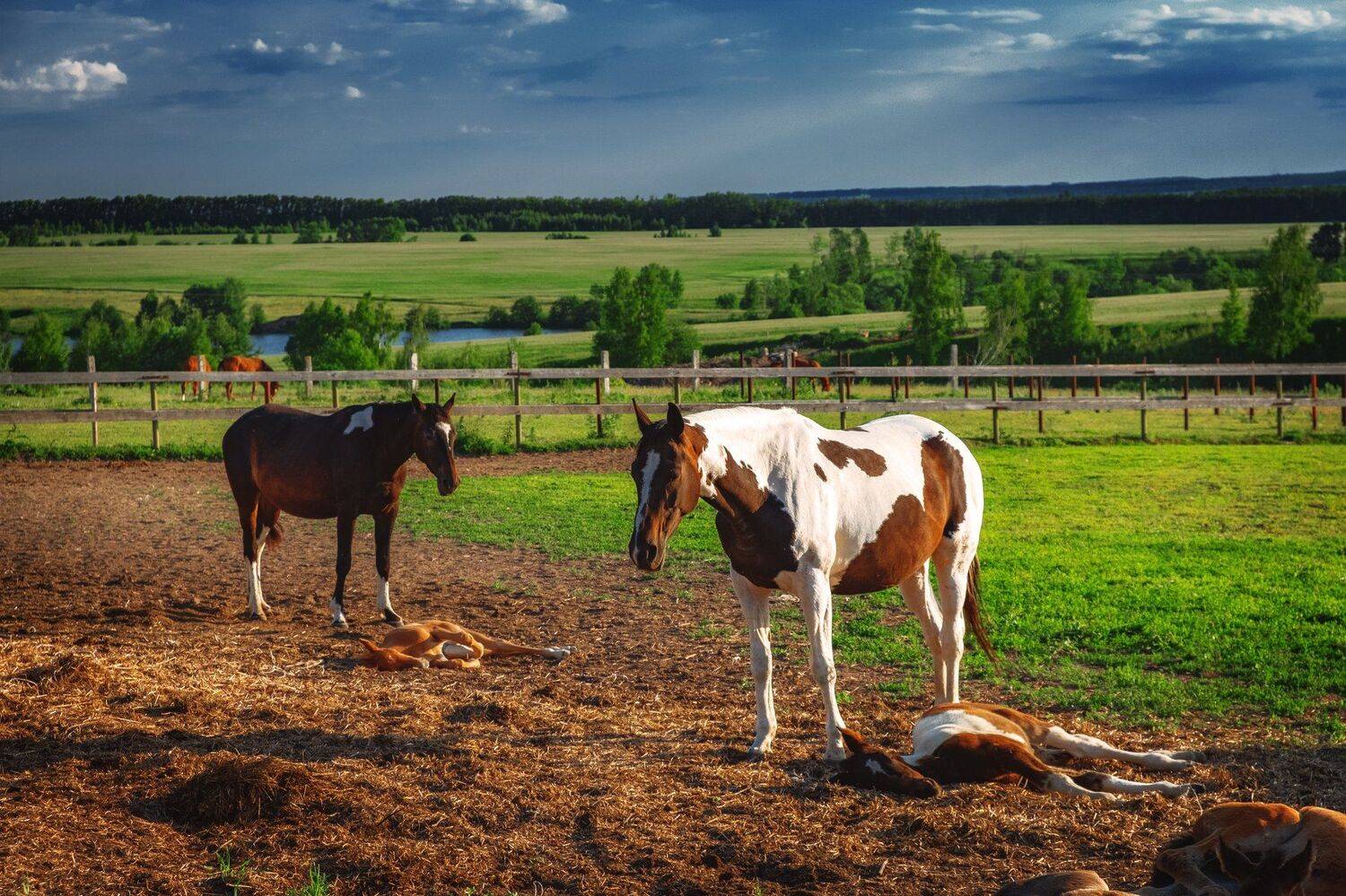 утро, лето, лошади, животные, Екатерина