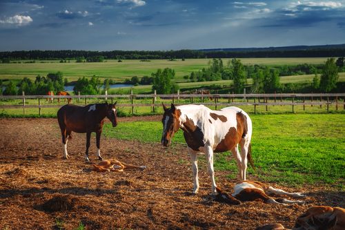 Утро на ферме
