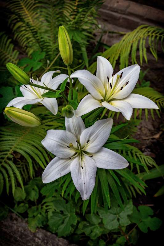 у моего окна фото превью