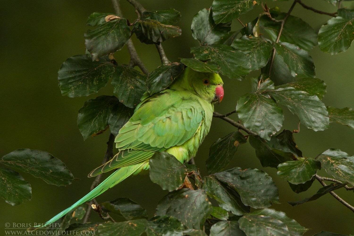 , Борис Белчев