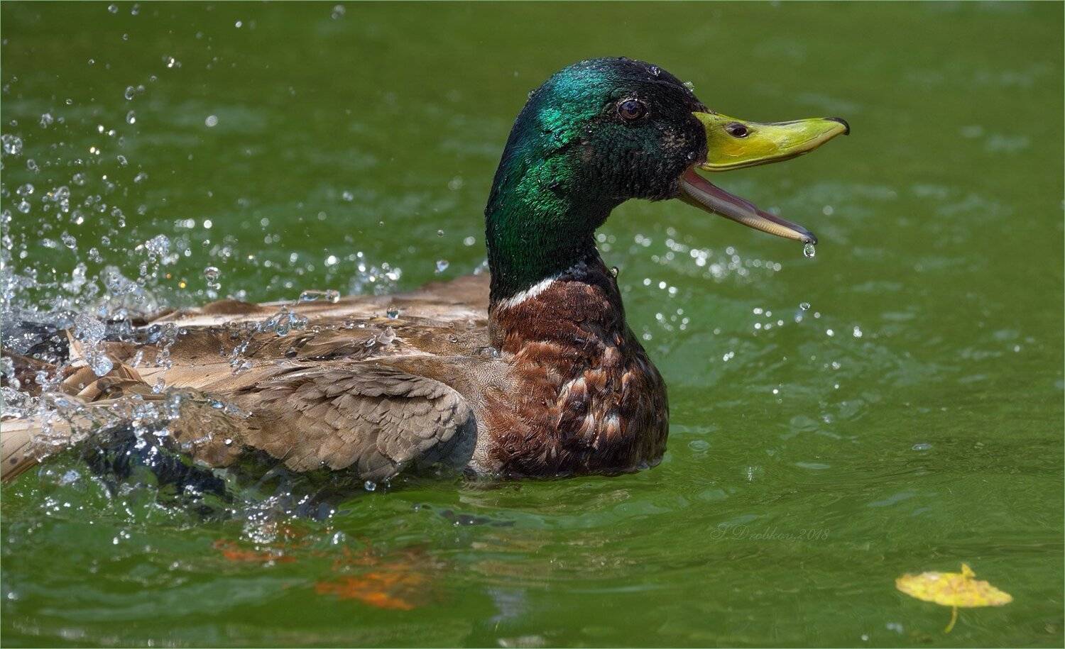 птицы, фауна, весна, утки, вода, Sergey Drobkov