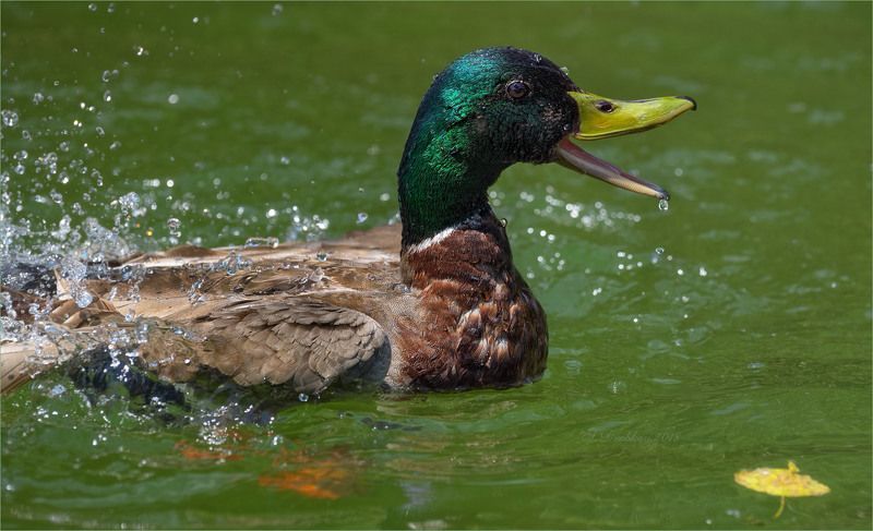 птицы, фауна, весна, утки, вода Зной фото превью