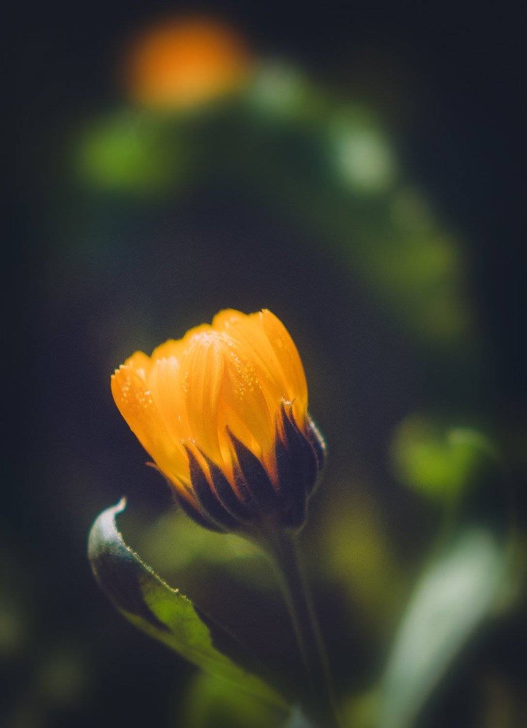 , Лана Тополева