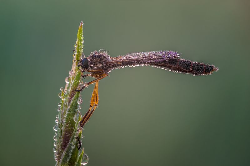 Leptogaster cylindrica фото превью