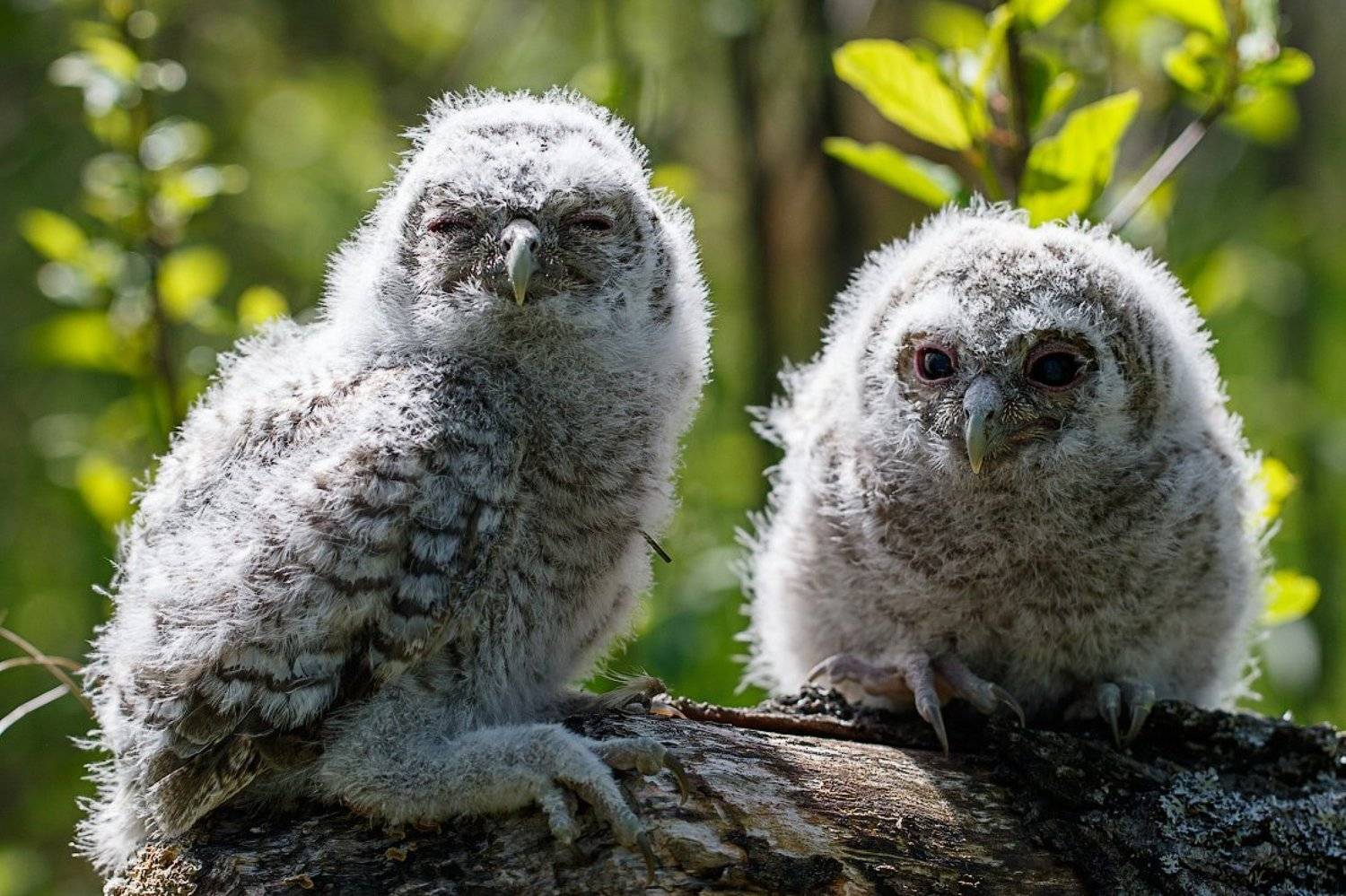 сова, птенцы, серая неясыть, owl, chick, Pavel Lychkousky