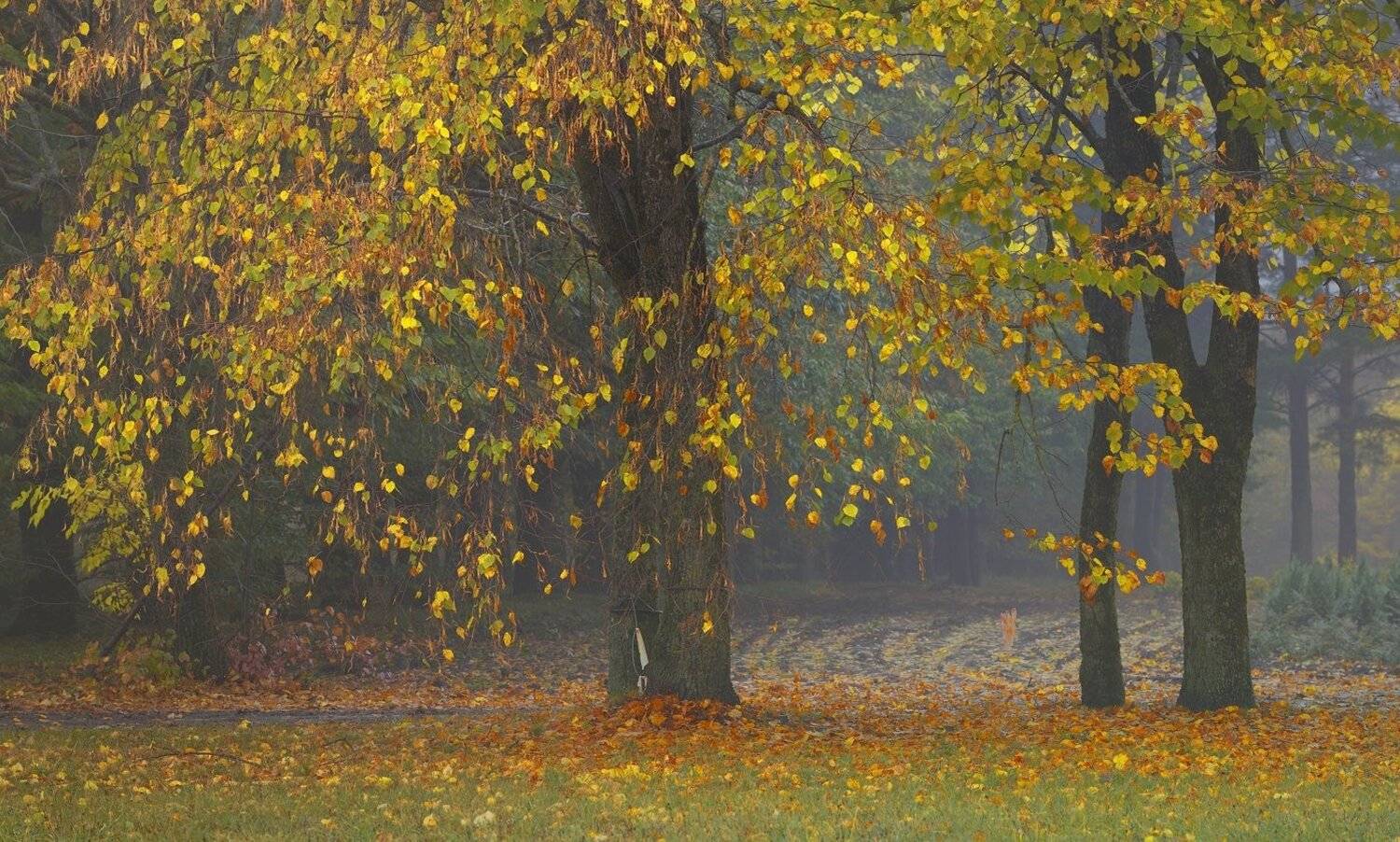 осень роща туман лисьва, Александр Жарников