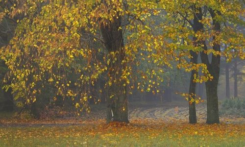 Осенняя пора