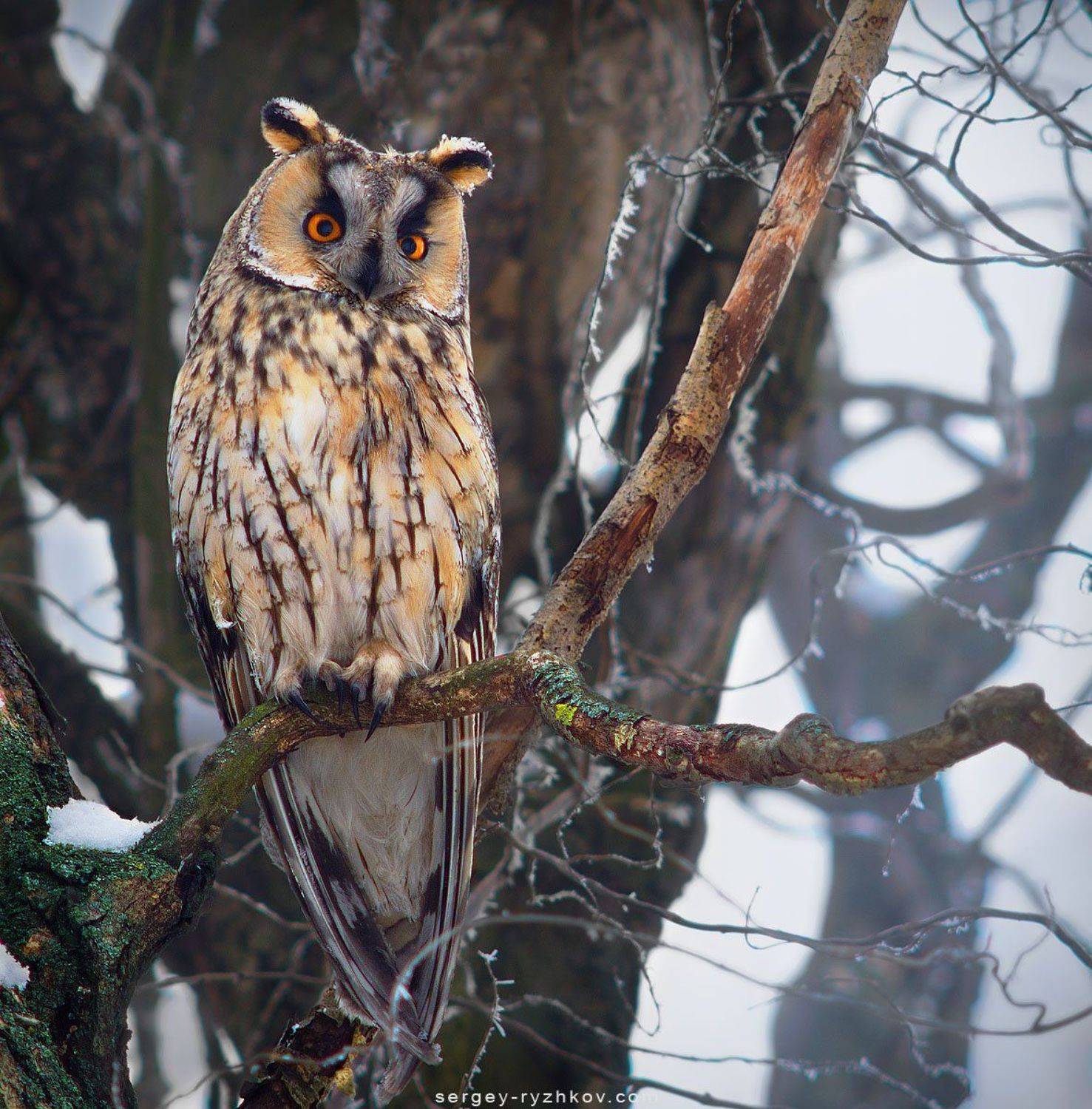ушастая сова, сова, птицы, природа, birds, owl, wildlife, nature, animals, Сергей Рыжков