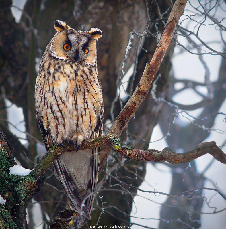 ушастая сова, сова, птицы, природа, birds, owl, wildlife, nature, animals Ушастая сова фото превью