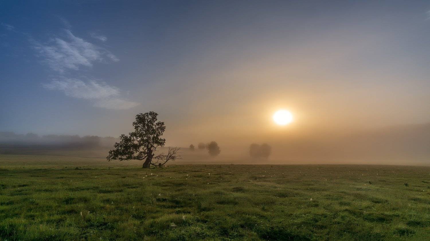 утро, туман, рассвет, дерево, Леонид Максименко