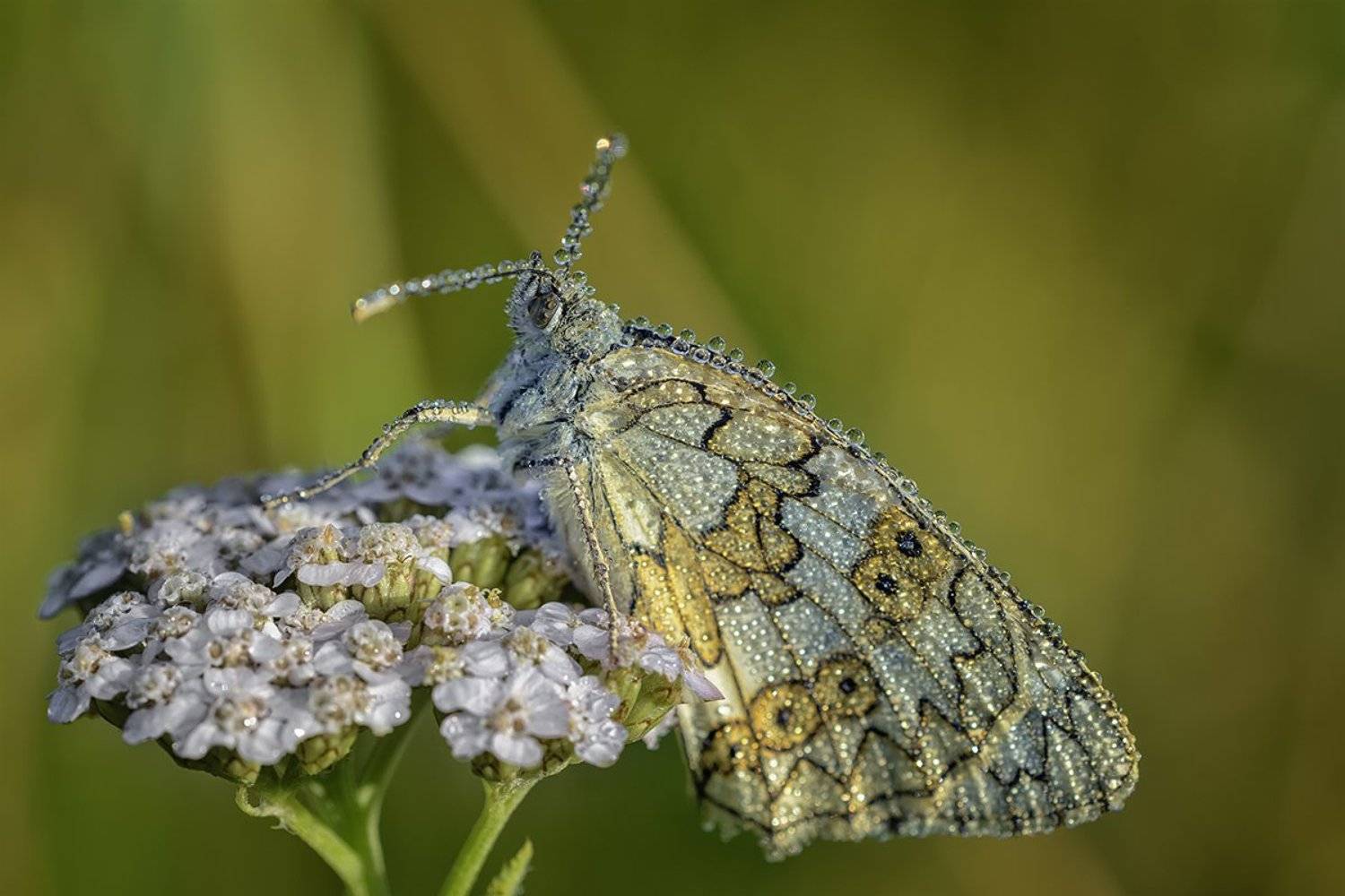 , Анатолий Зверев