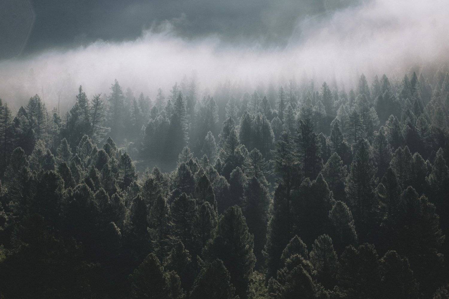 путешествия, тыва, туризм, исследование, пейзаж, горы, лес, хайкинг, туман, сибирь, тайга, Александр Нерозя