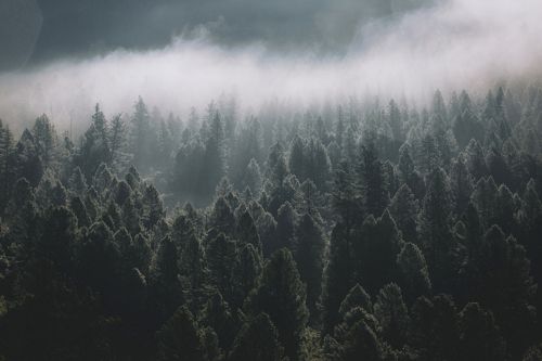 Утро в тайге