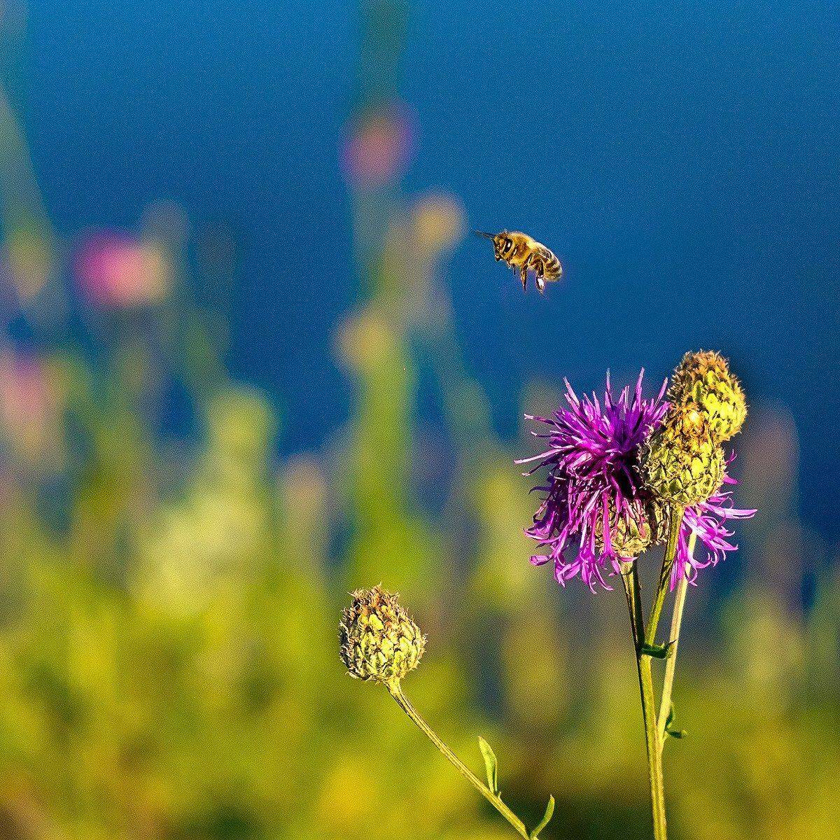 макро, лето, закат, пчела, Александр Потапов