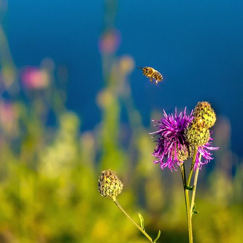 В закатном свете. 