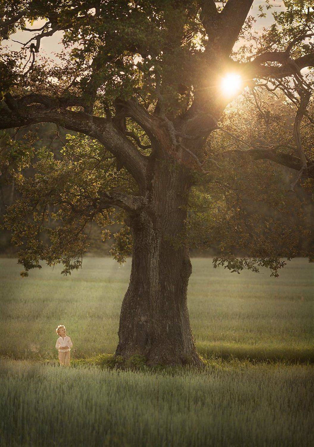 природа, деревья, солнце, лучи, свет, детство, дети, Алёна Алешкевич