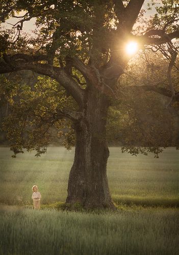 Древо Жизни