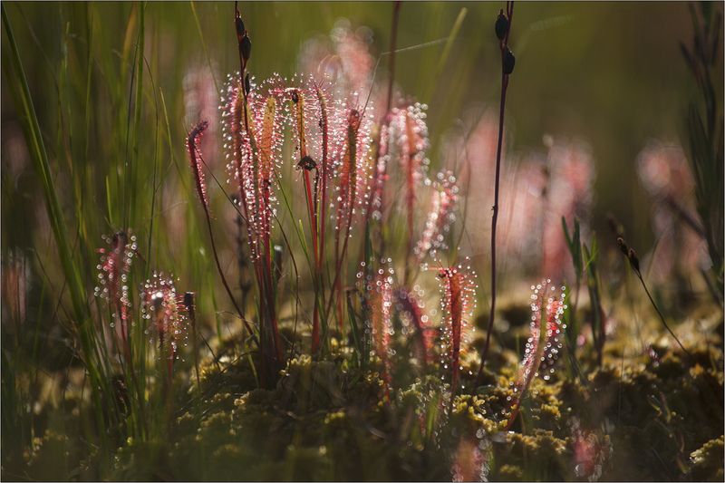 * фото превью