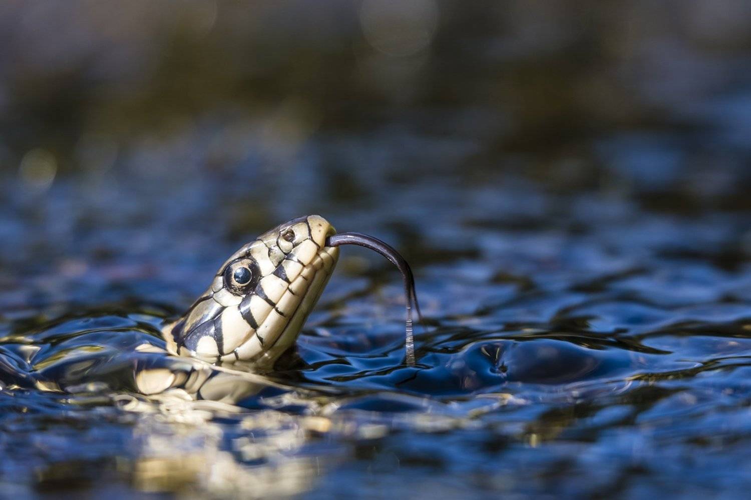 , Александр Абросимов