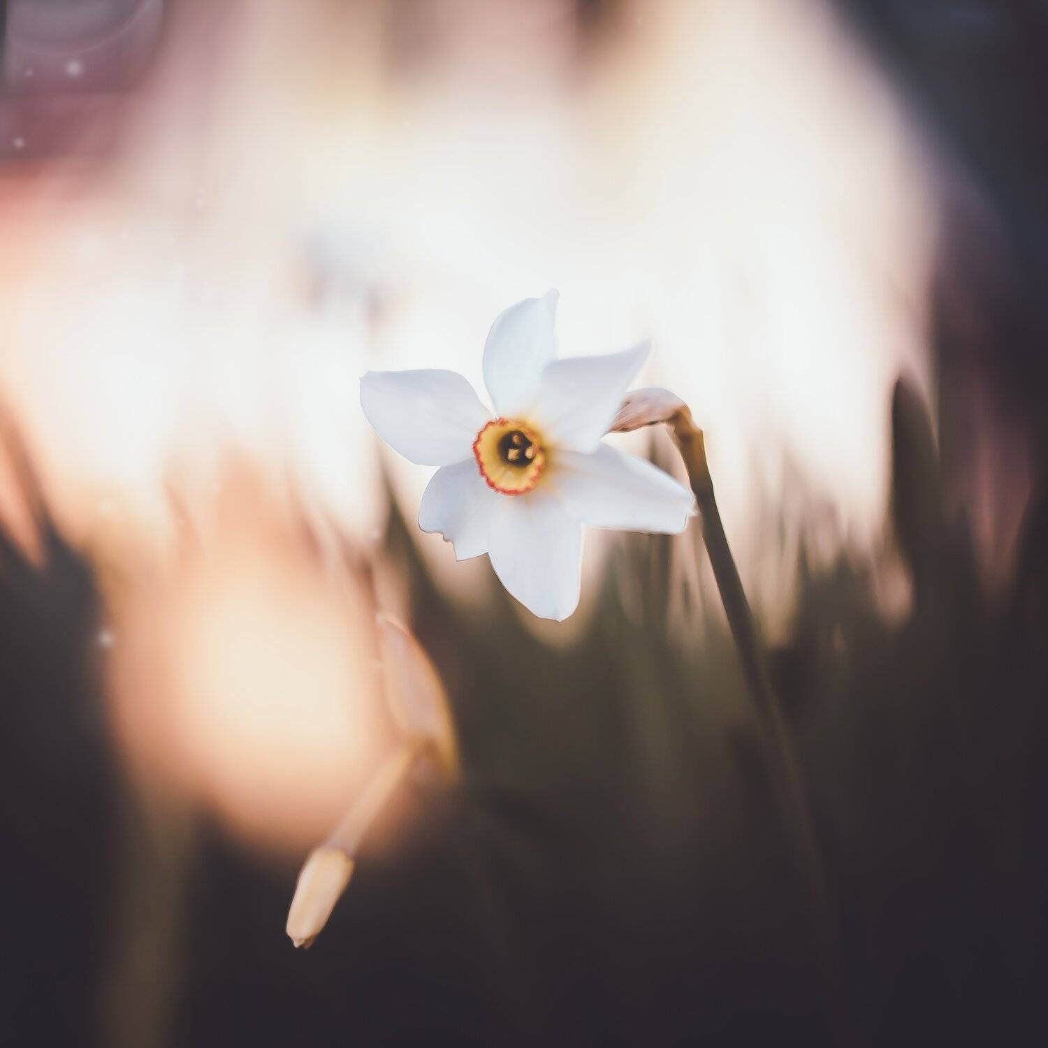 природа, цветы, весна, Манченко Кристина