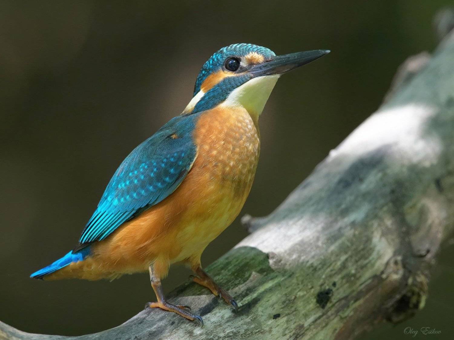 птицы, зимородок, Олег Есиков
