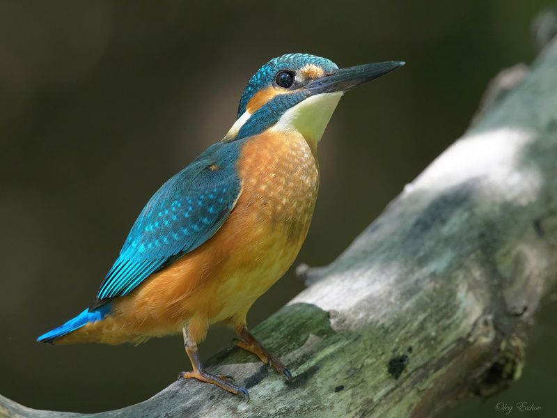 птицы, зимородок Обыкновенный зимородок фото превью