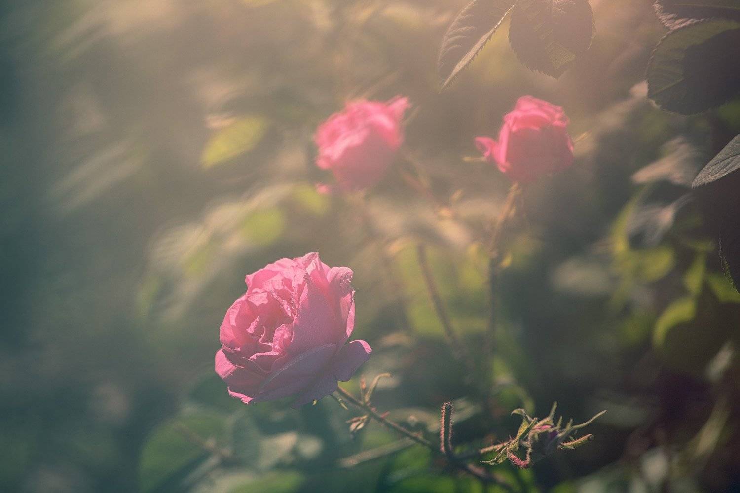 , Ирина Костова