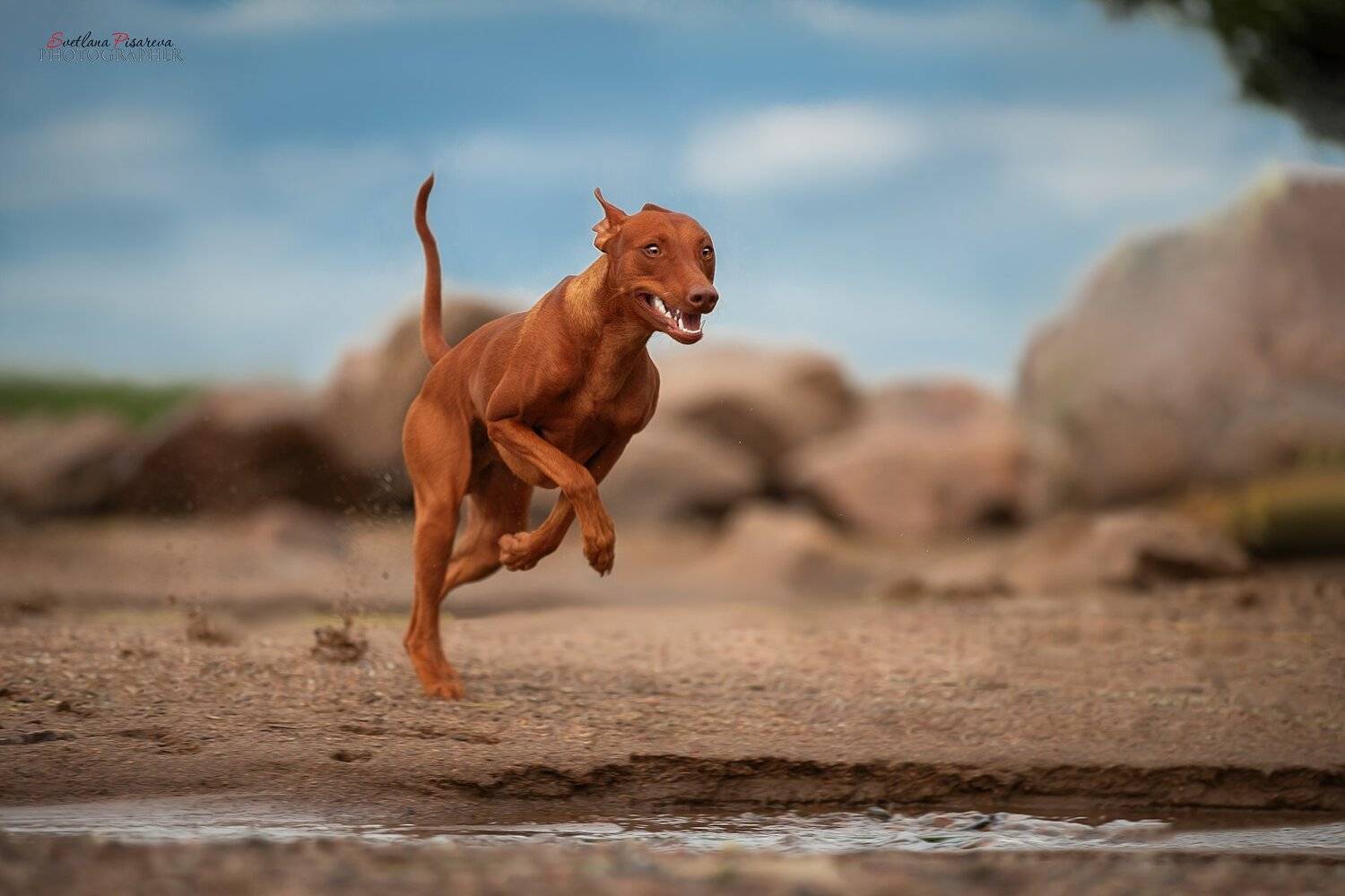 , Светлана Писарева