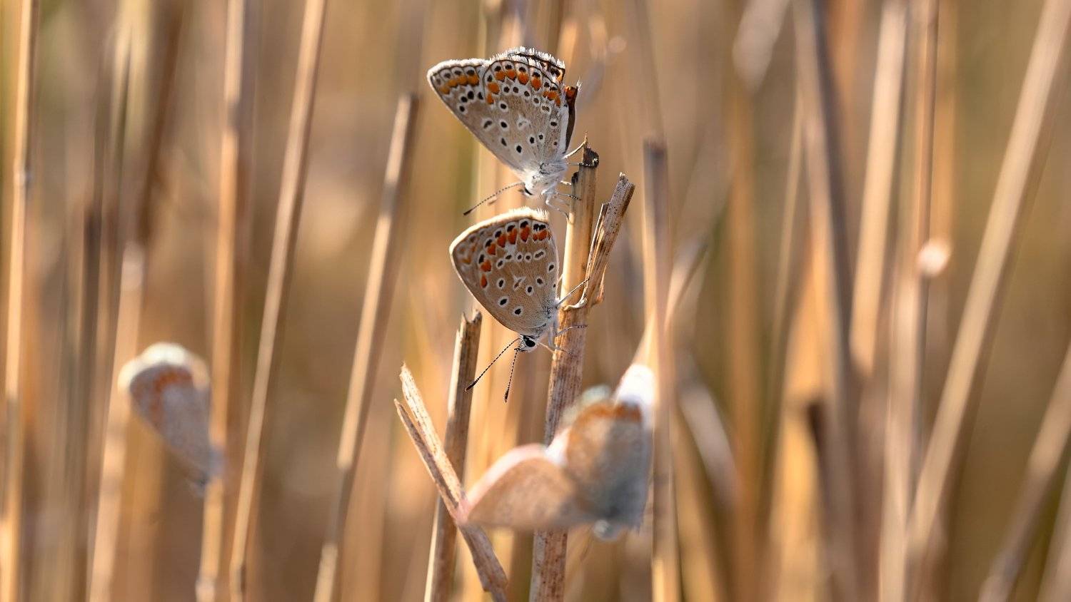 , Alexander Plekhanov