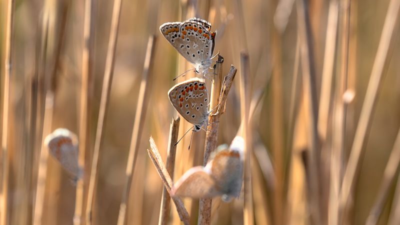 Вечер с голубянками фото превью