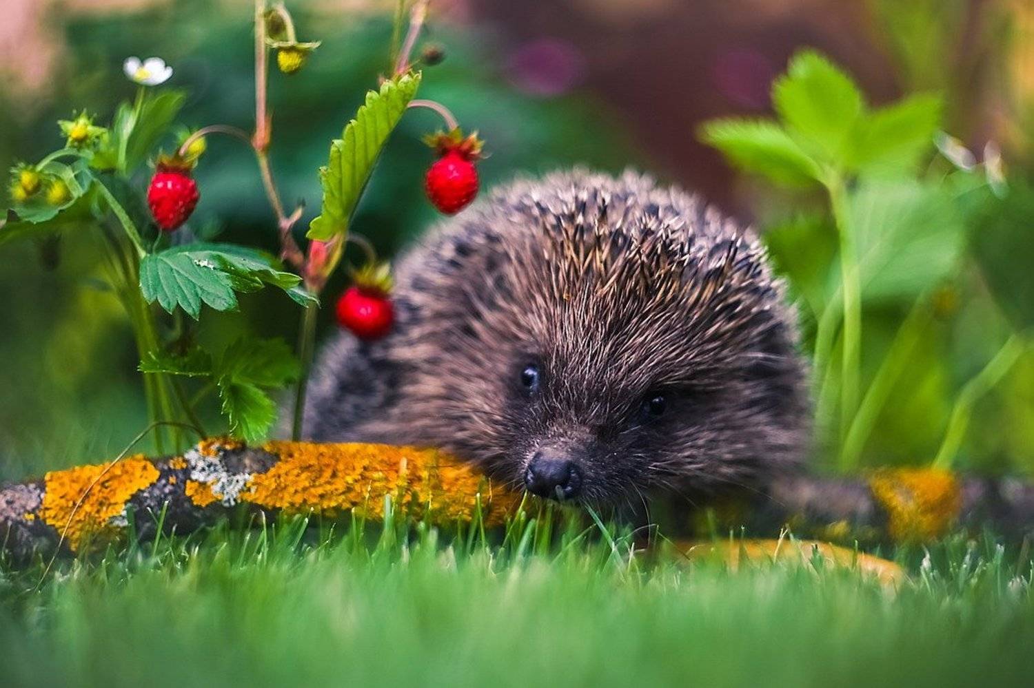 , Вячеслав Мищенко