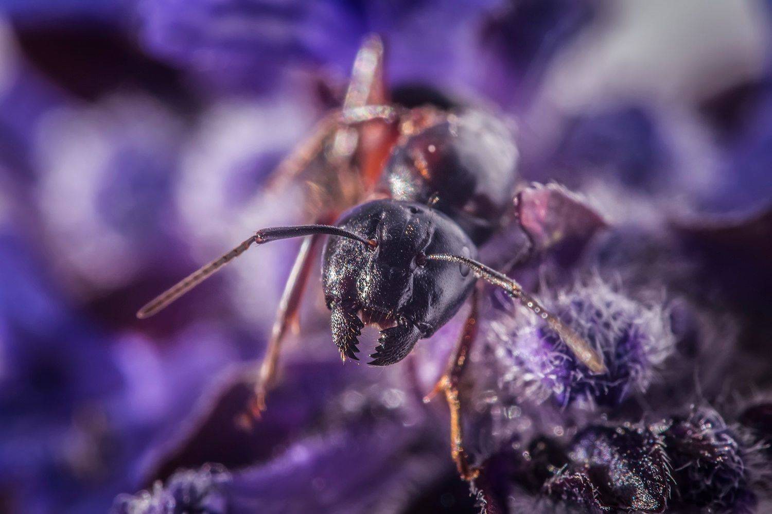 , Евгения Муравская