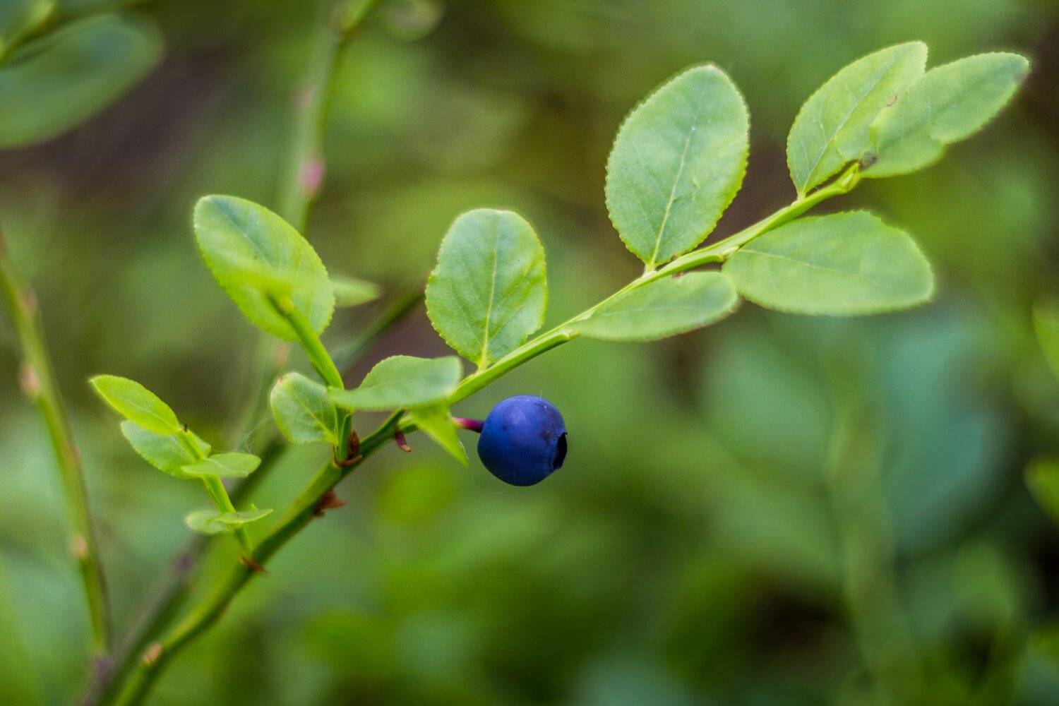 , Руслан Востриков