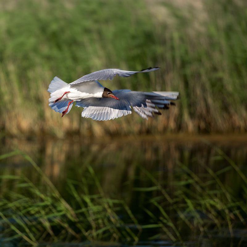 Птичья гавань! #Омск фото превью