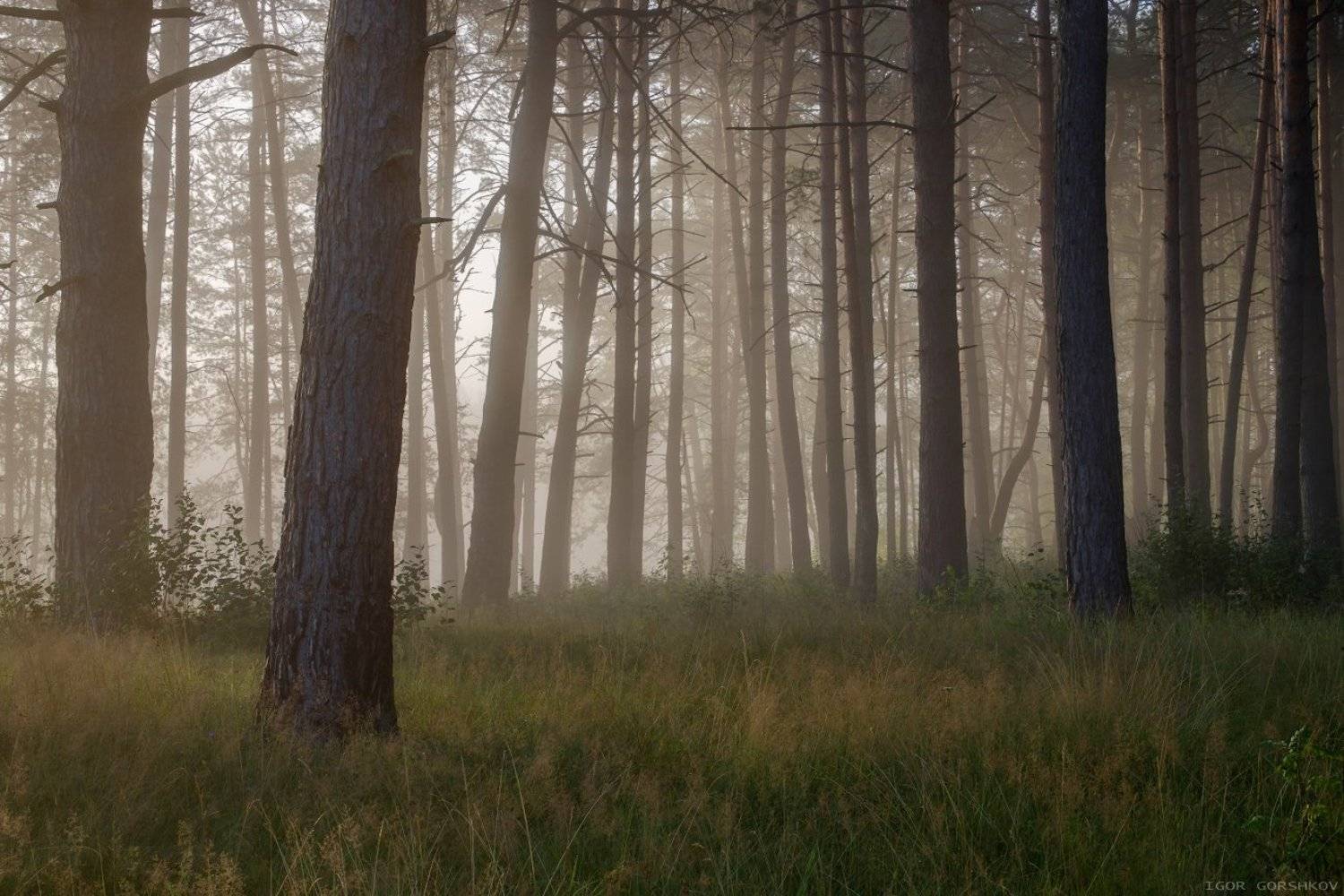 лето,туман,лес,природа,пейзаж,деревья,стволы.сосны,утро,рассвет,таинственность, Горшков Игорь
