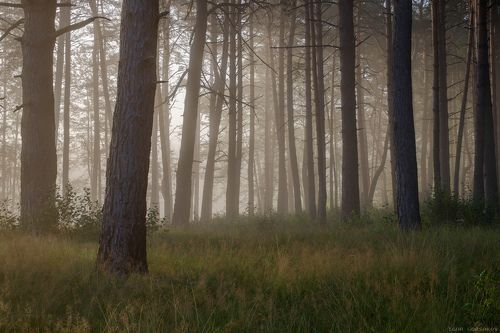 Утренняя лесная загадочность