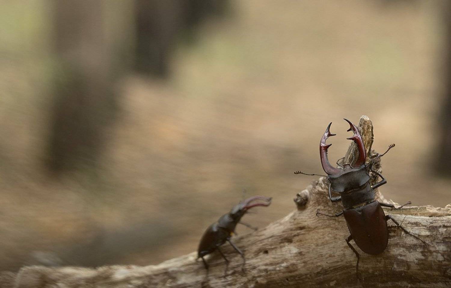 , Иваненко Светлана