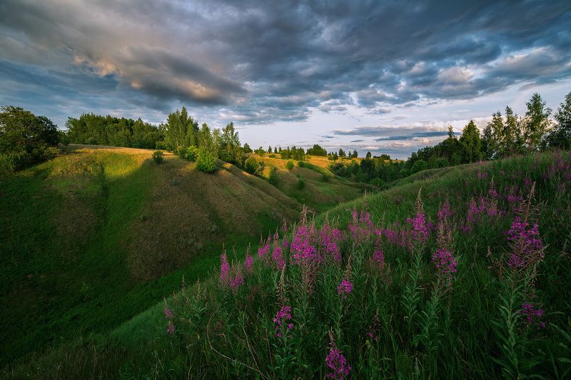 пейзаж, иванчай, закат, samyang Иван-чай фото превью