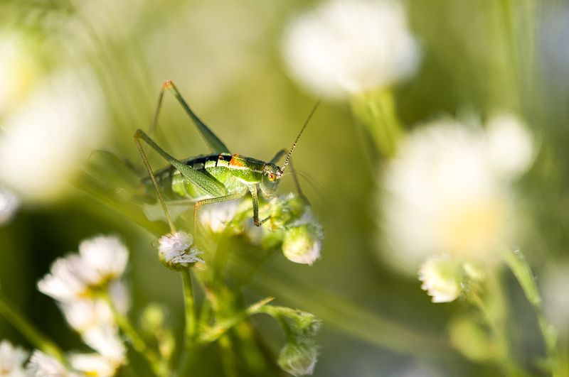 Grasshopper in contrast фото превью