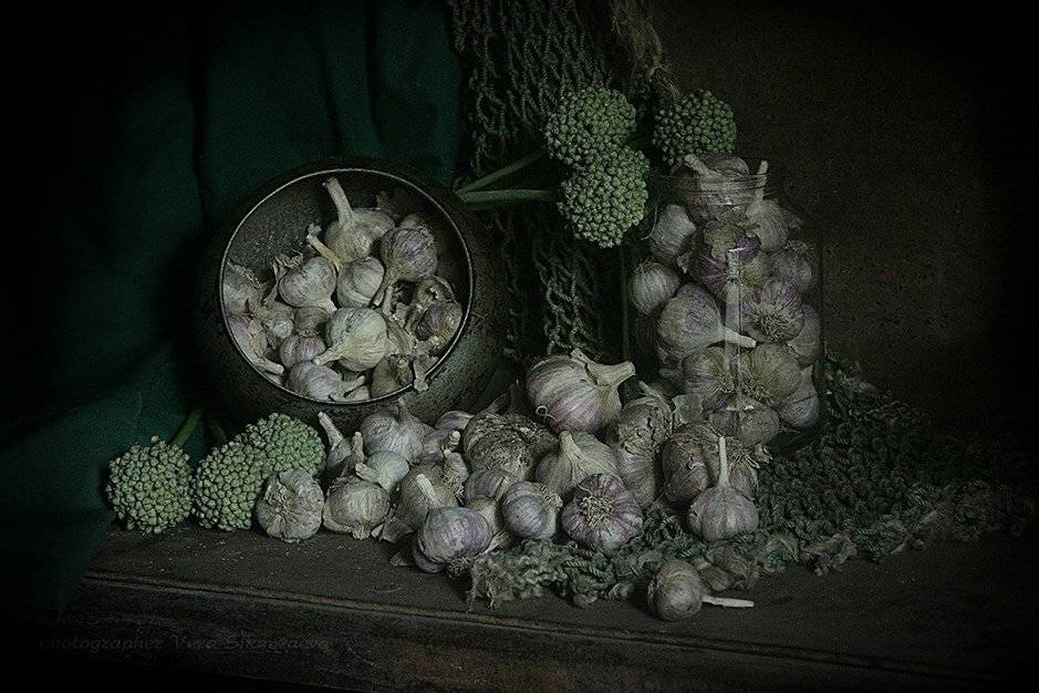 натюрморт с чесноком, Вера Шамраева