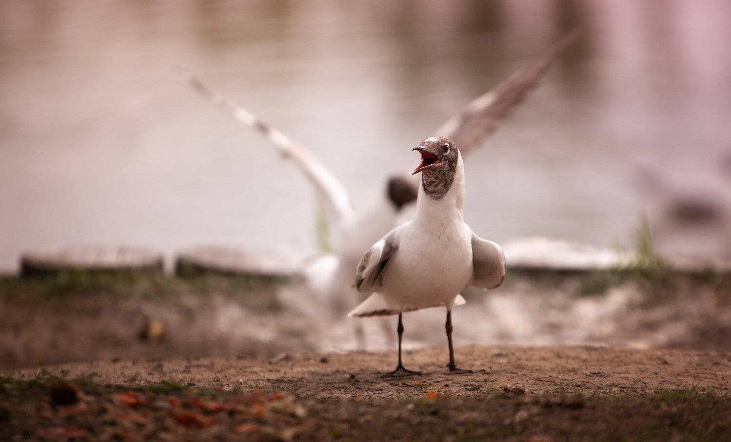 природа, лес, животные, птицы, Дмитрий Посевич