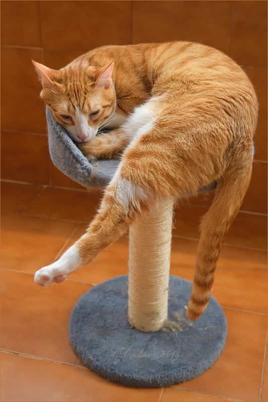 кошки, животные, фауна Растём! фото превью