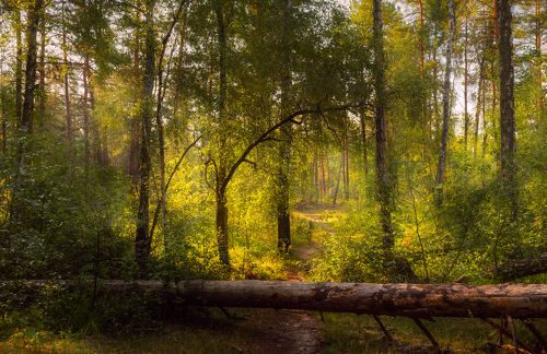 Бродит лето в чаще леса