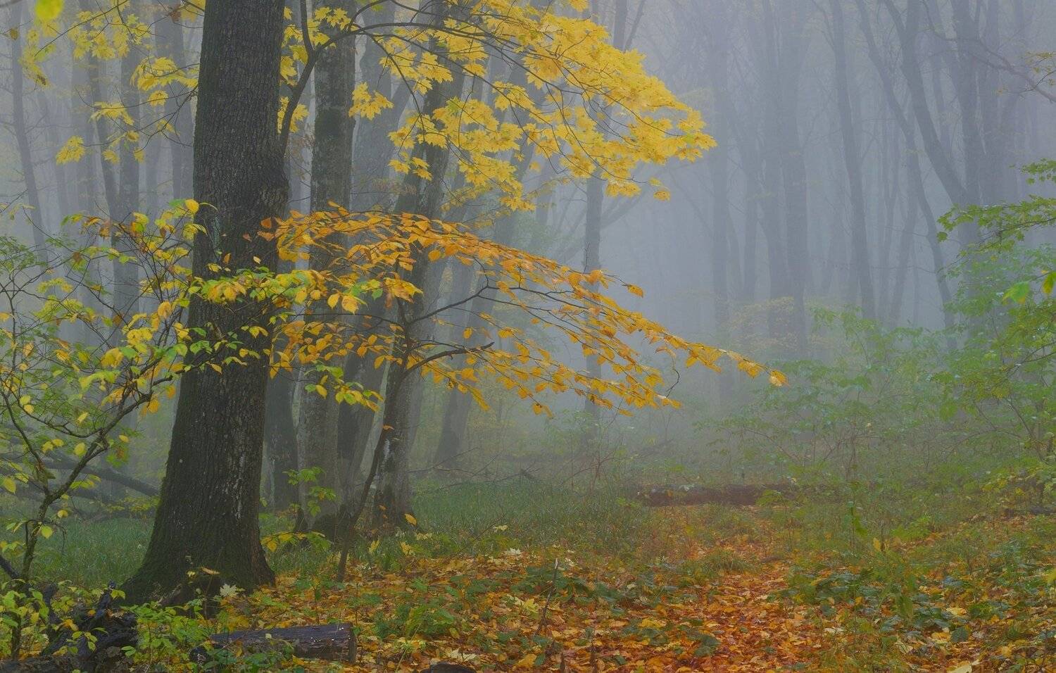 осень рассвет лес листва туман, Александр Жарников