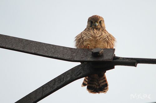 Пустельжонок