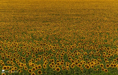 Целое море подсолнухов!