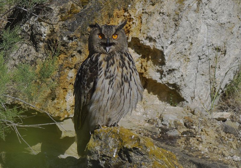 Ночной охотник фото превью