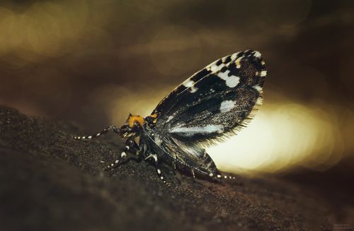 Пышноусая моль