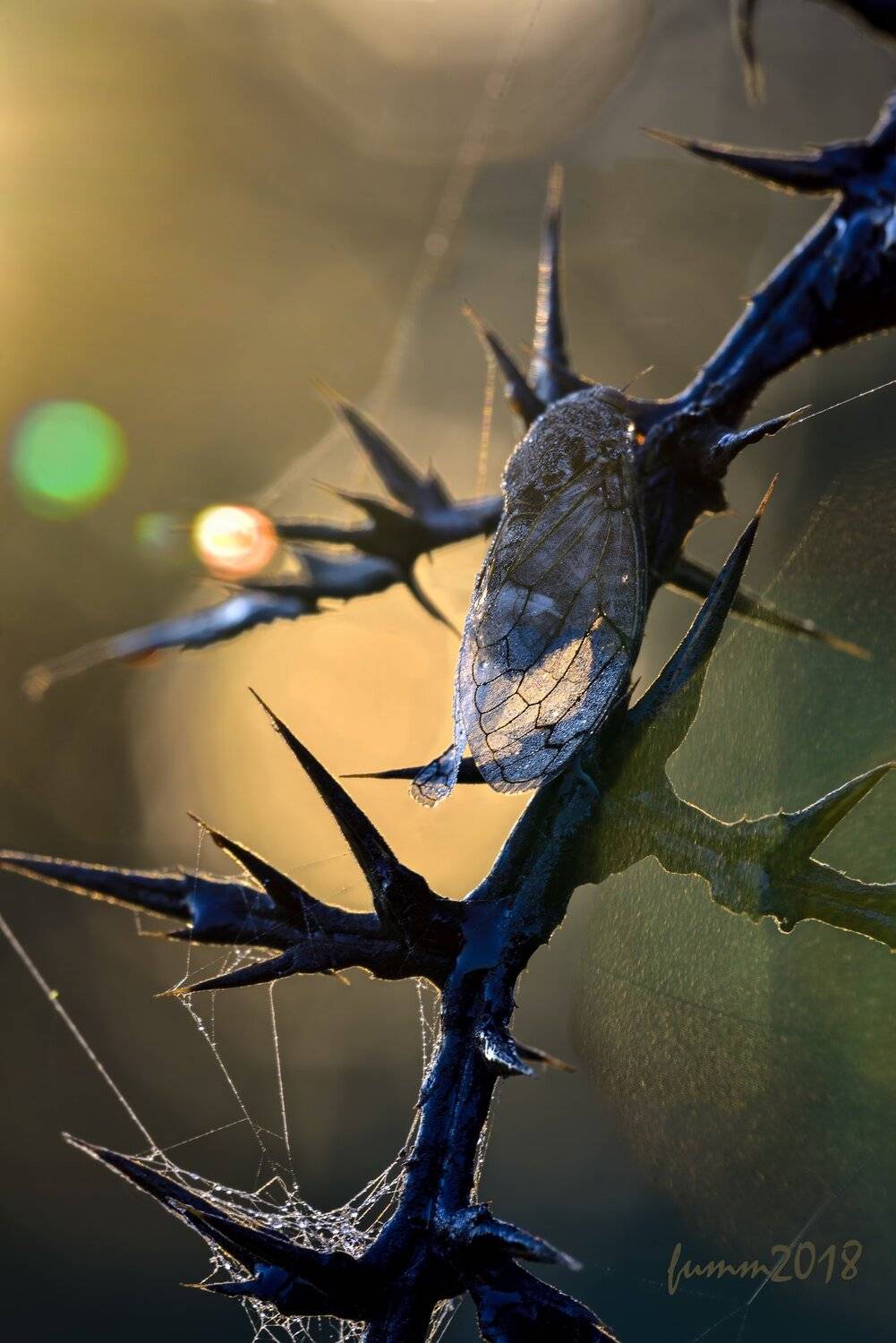 , Игорь ФУММ